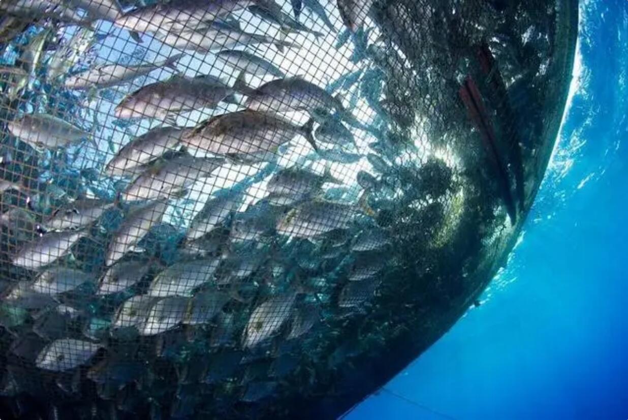 讓中國人吃上本土鮭鱒魚！自貿煙臺經海藍色種業研究院首個賦能轉化項目落地